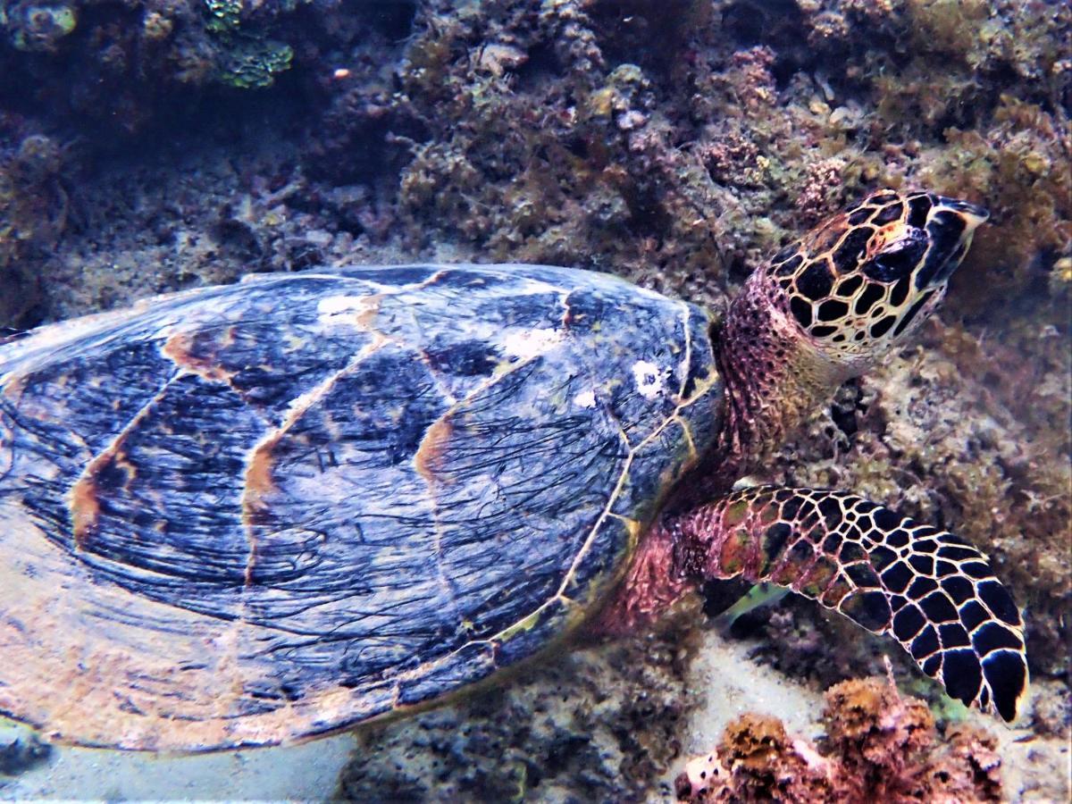 2 Nuits Insolites & 1 Excursion Voile A Bord Du Voilier Mori Ora Moorea Eksteriør billede