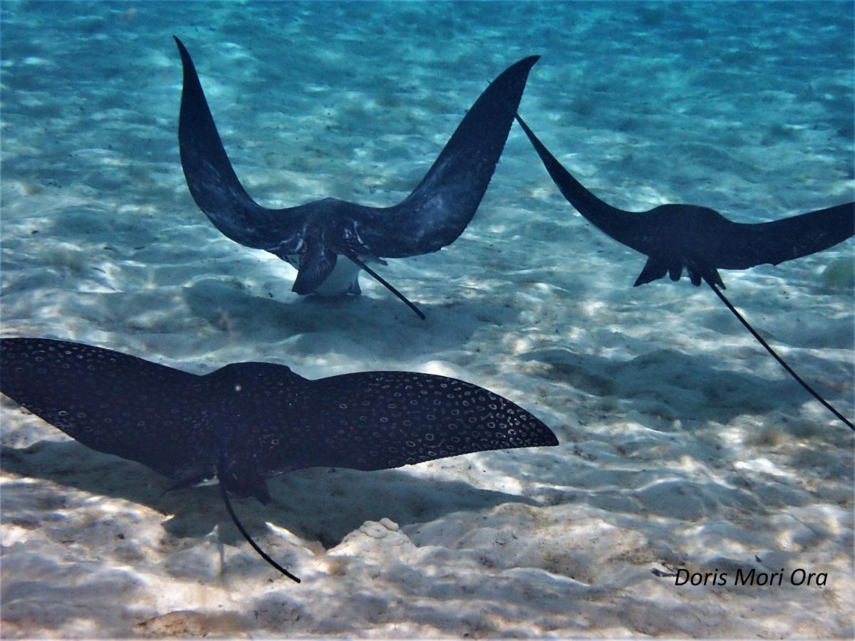 2 Nuits Insolites & 1 Excursion Voile A Bord Du Voilier Mori Ora Moorea Eksteriør billede